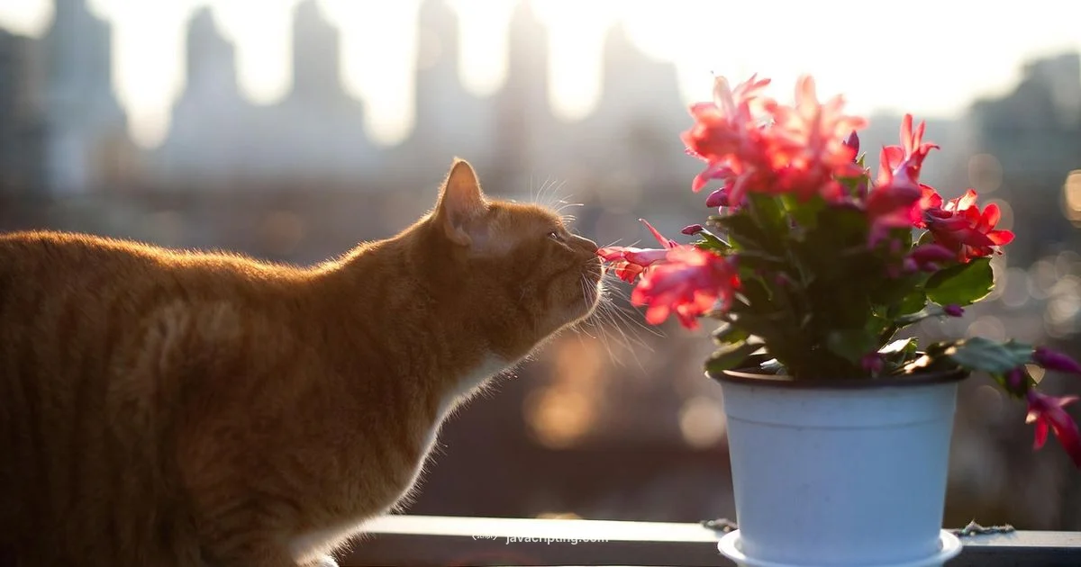 JS Game Development - JavaScripting